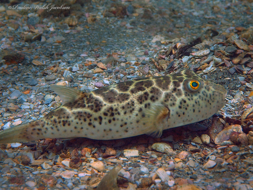 Checkered Puffer