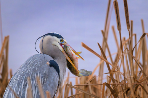 Great Blue Heron photographed in Montana