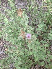 Malacothamnus marrubioides