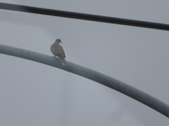 Streptopelia decaocto