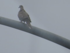 Streptopelia decaocto