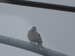 Streptopelia decaocto