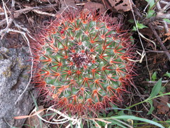 Mammillaria rhodantha fera-rubra