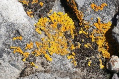 Dufourea
