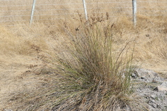 Juncus sarophorus