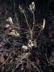 Lomatium dissectum