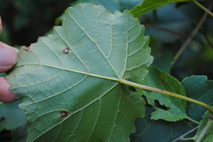 Vitis vulpina