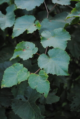 Vitis vulpina