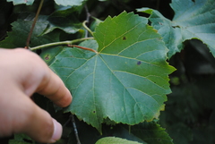 Vitis vulpina