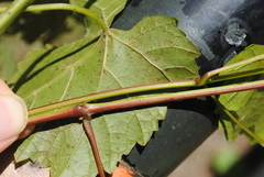Vitis vulpina