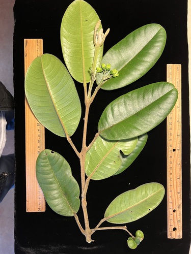 Melicope kavaiensis observed 2024-09-27