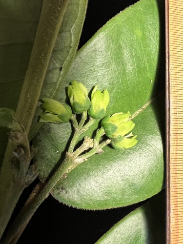 Melicope kavaiensis