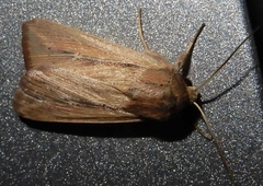 Leucania phragmitidicola