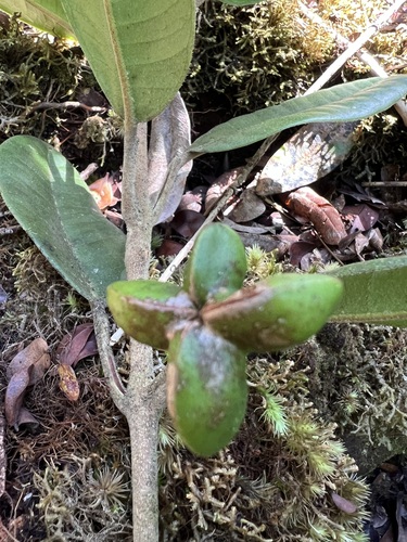 Melicope kavaiensis