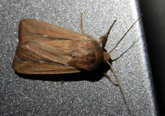 Leucania phragmitidicola