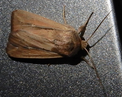 Leucania phragmitidicola