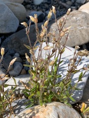 Cerastium beeringianum