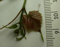 Vitis vulpina
