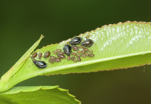 Black Cherry Aphid photo 2