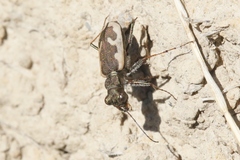 Neocicindela latecincta