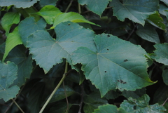 Vitis vulpina