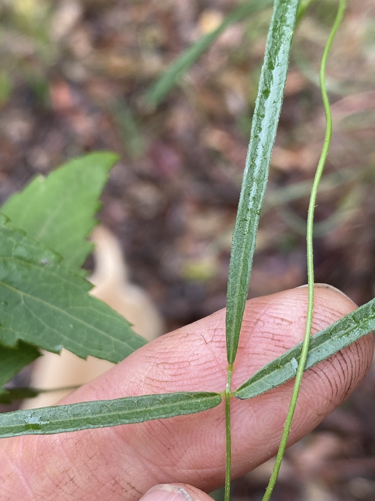 Glycine stenophita