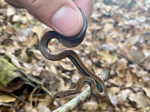 Photo of a Monte Cristi Graceful Brown Snake (Rhadinella montecristi)