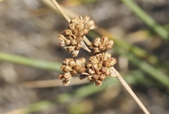 Juncus australis