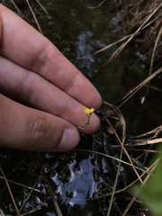 Utricularia geminiscapa