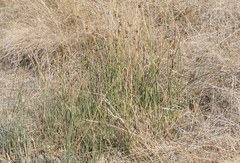 Juncus australis