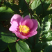 Paeonia corsica - Photo no rights reserved, uploaded by Peter de Lange