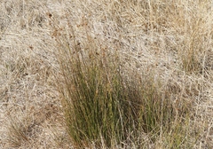 Juncus distegus