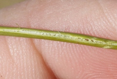 Juncus distegus