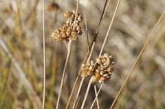 Juncus distegus