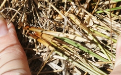 Juncus distegus