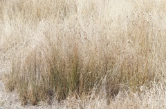 Juncus distegus