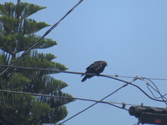 Corvus brachyrhynchos