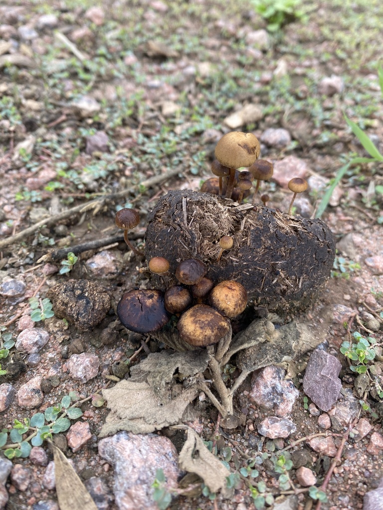 Deconica coprophila · March 2025 · photo: © carancho (iNaturalist, cc-by)