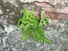 Cheiloplecton rigidum