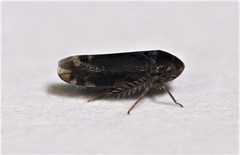 Xestocephalus brunneus