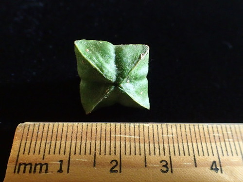 Melicope nealae observed 2023-11-09