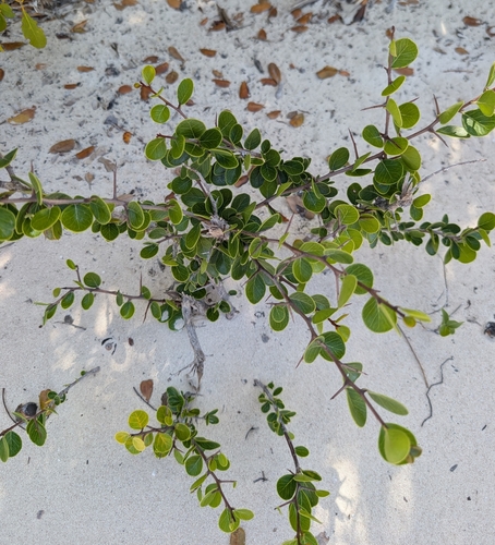 milk-berry (Sideroxylon americanum)