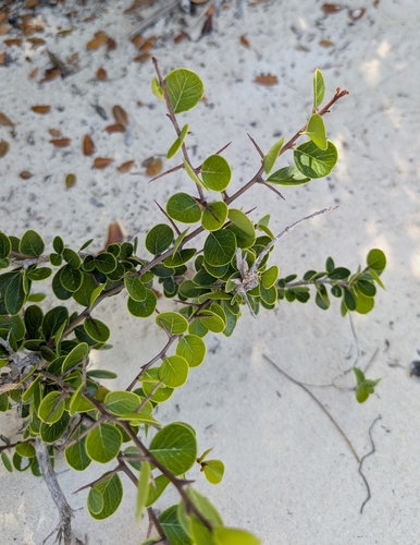 Image of Sideroxylon americanum by (c) Alan Prather, some rights reserved (CC BY)