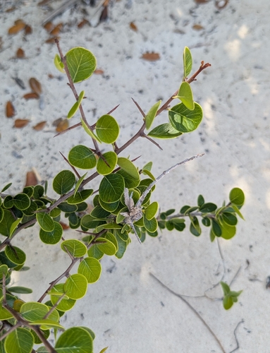 Image of Sideroxylon americanum by (c) Alan Prather, some rights reserved (CC BY)