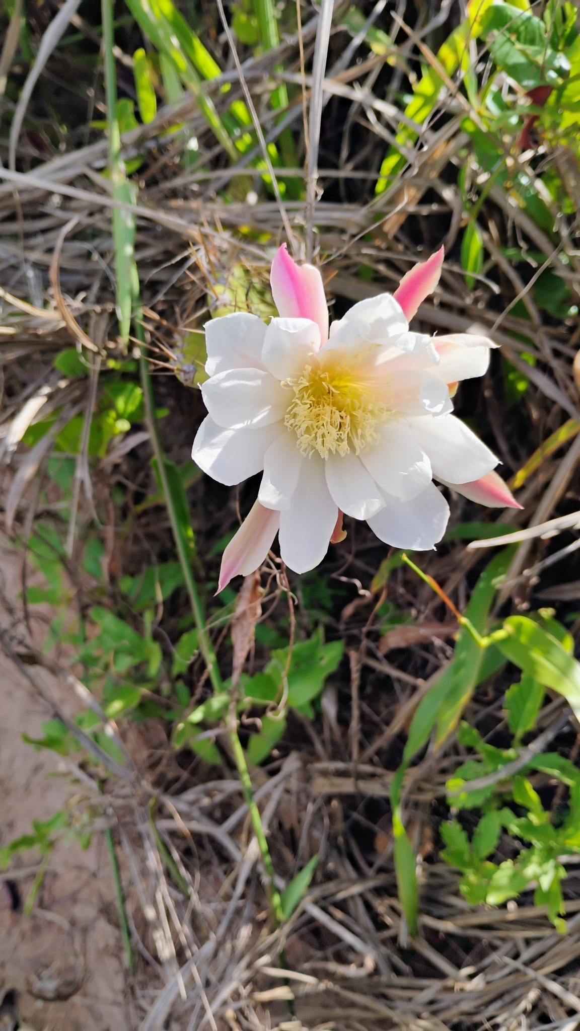 Cereus fernambucensis