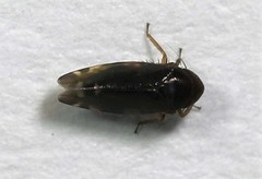 Xestocephalus brunneus