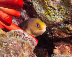 Gymnothorax melatremus