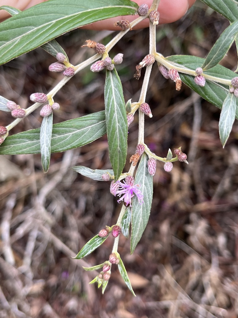 Lepidaploa argyrotricha