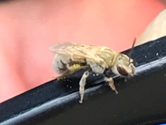 Halictus pollinosus