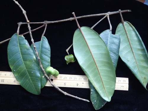 Melicope peduncularis observed 2023-07-29